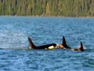 صور Kenai Fjords National Park متنزه وطني